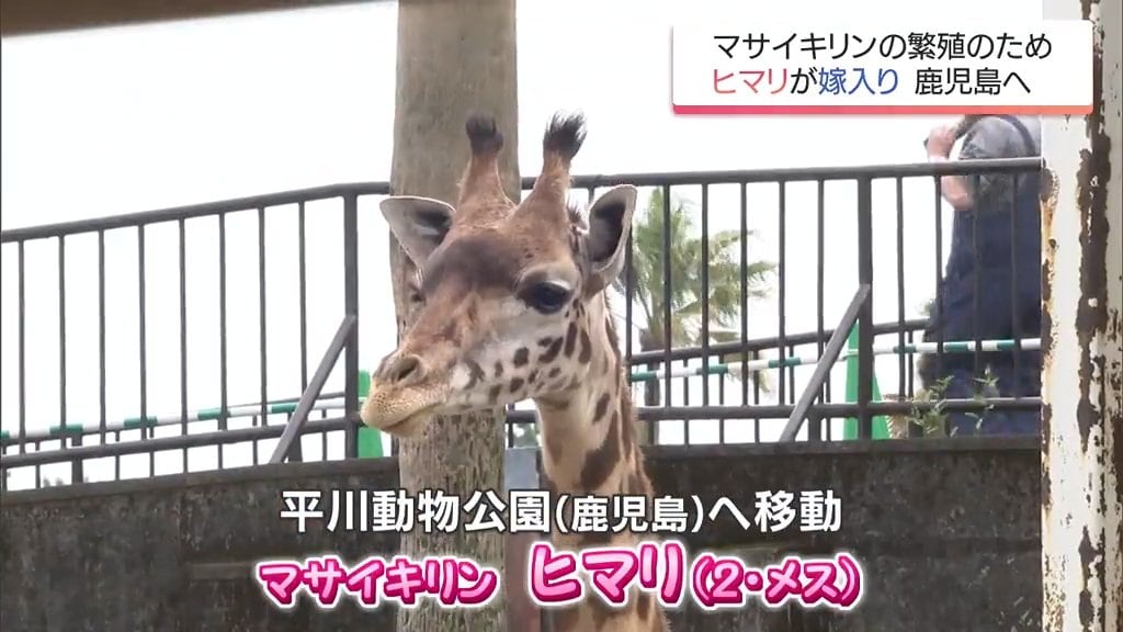 宮崎市フェニックス自然動物園のマサイキリン「ヒマリ」 鹿児島への