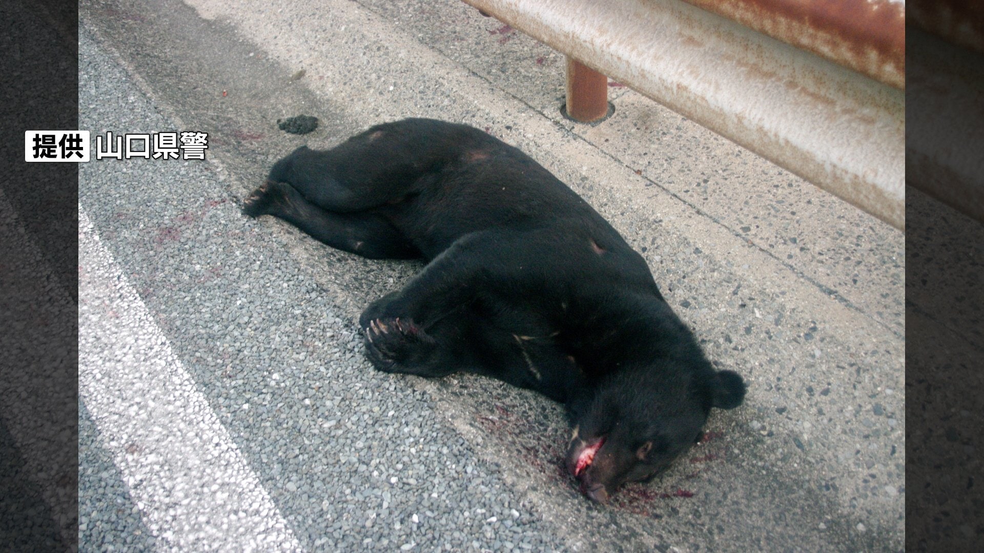 両腕で顔や頭を覆いうつ伏せに、ダメージを最小限に」クマに遭遇したら