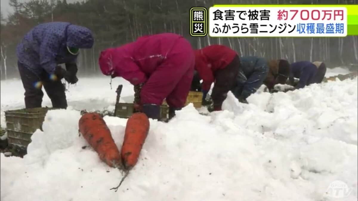 クマ食害で被害額は約700万円 それでも「味としては最高の味を作った