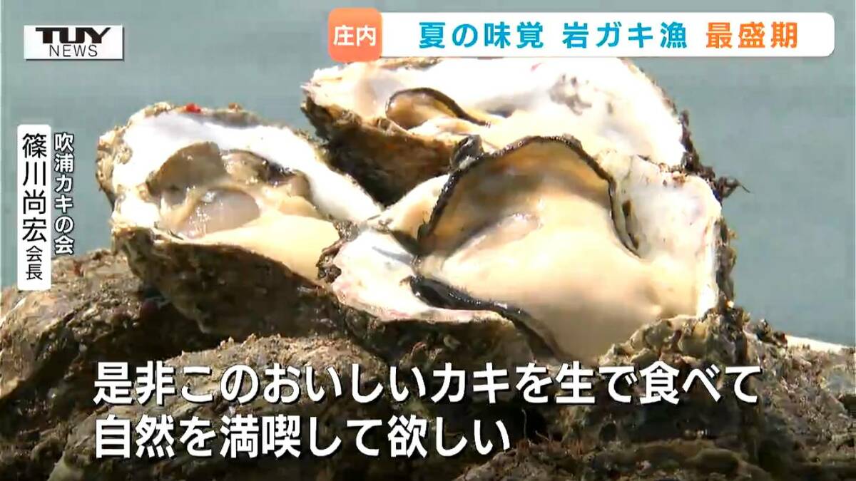 庄内「岩ガキ」漁が最盛期！身がふっくらでミネラル豊富…そして今年は