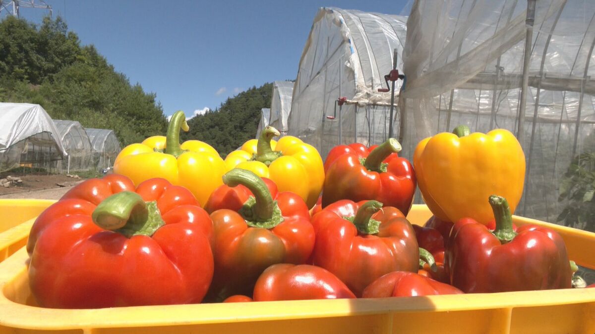 飛騨パプリカ収穫最盛期 「リンゴのように甘みがあって肉厚」厳しい暑さが好都合となり出来も上々 岐阜・高山市
