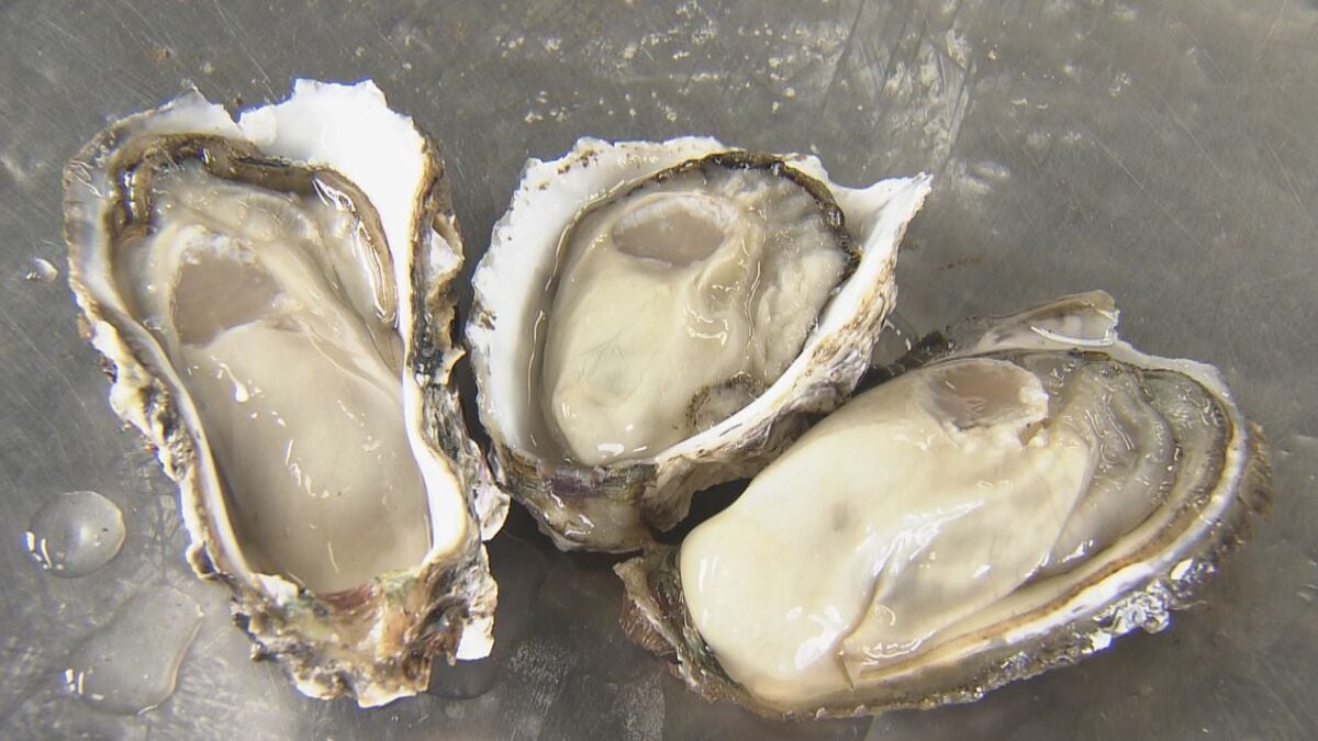 三重・鳥羽市で養殖されるブランド“浦村カキ”  最盛期迎え「生きているカキは去年よりも多い」 広島の不漁が続けば価格高騰の可能性も