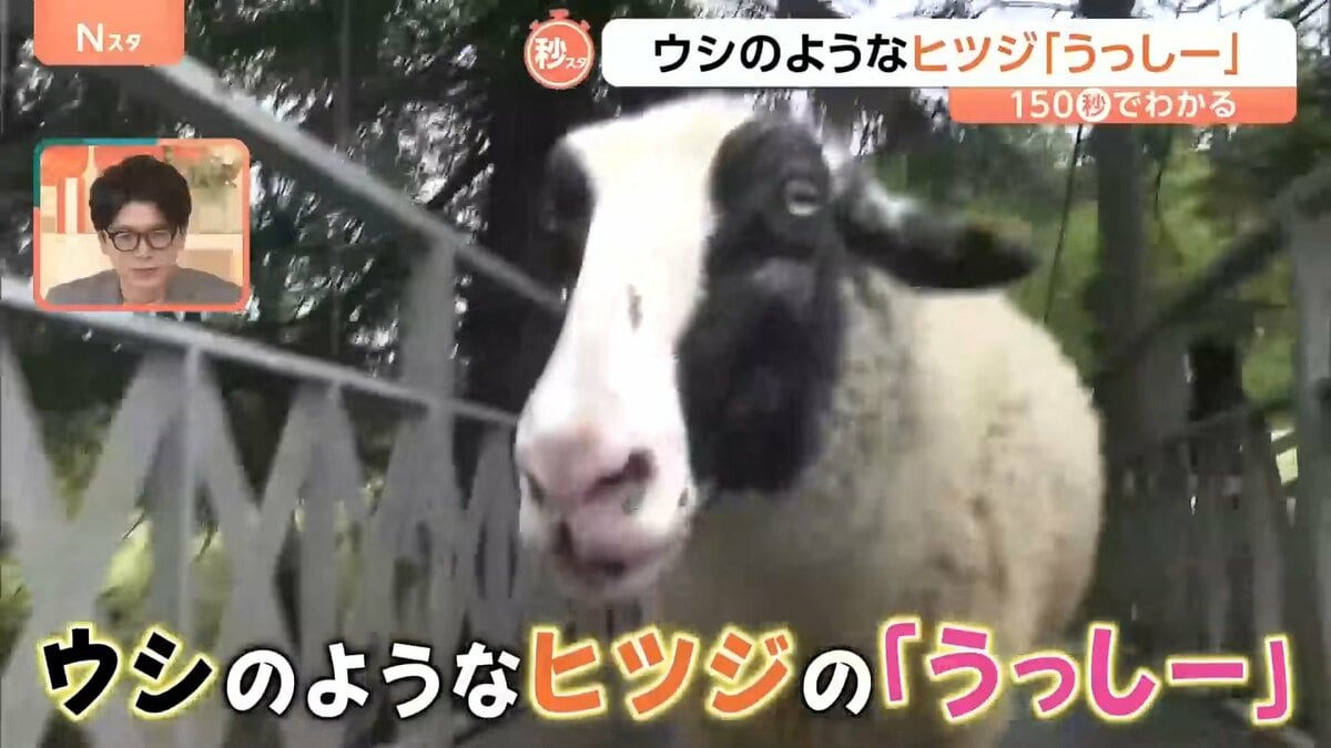 ひつじのうしちゃんページです。 まるでウシのようなヒツジ「うっしー」なぜ黒いのか？小さいころの写真