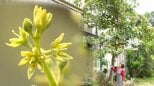 亡き夫との“愛のアボカド”今年も開花　夫の勧めで29年前に購入→庭に捨てた種が9ｍの木に「いっぱい咲いて、嬉しくて、嬉しくて⋯」【高知・宿毛】|TBS NEWS DIG