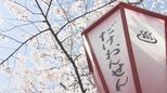 【映像】岳温泉の桜坂 福島・二本松市【カメラめせん】|TBS NEWS DIG