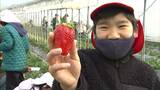 小学生がハウス栽培のイチゴ狩り…自分たちで植えた「紅ほっぺ」 長野・飯田市|TBS NEWS DIG