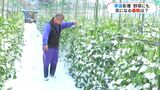変色、しおれた葉も…寒波の影響で野菜に“異変” 春物野菜「これから値上がり」か 鹿児島 | 鹿児島のニュース|MBC NEWS|南日本放送