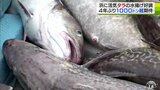 「正月前の勝負だ」4年ぶりの1000トン超えに向け浜活気づく 冬の味覚「タラ」の水揚げ始まる |TBS NEWS DIG