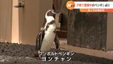 5月8日は母の日 子育て奮闘中のペンギンを紹介(静岡県) | 静岡のニュース | SBSNEWS | 静岡放送