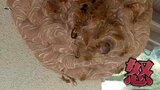 すごく気が立って怒ってます!なぜ?この時期特に凶暴なスズメバチに迫る | 山口のニュース・天気・防災|tys NEWS|tysテレビ山口