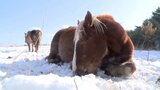 ごろんと横になる「寒立馬」東通村尻屋崎　|　青森のニュース│ATV NEWS│青森テレビ