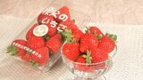 いちごの覇権争い…次に来るのは埼玉の「あまりん」？いちご選手権3連覇の実力「酸っぱみと甘みのバランスが美味しい」|TBS NEWS DIG