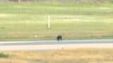 クマが滑走路に出没の山形空港 終日滑走路閉鎖に 滑走路付近に箱ワナを3つ設置し捕獲試みる(山形) | 山形のニュース│TUYテレビユー山形