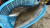 「若手漁師で賑わう甑島・鹿島漁港」【亀ちゃんのかごしま撮った！】　|　鹿児島のニュース｜MBC NEWS｜南日本放送