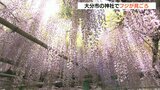 藤の花が見ごろ 紫色のカーテン例年より1週間早く満開 大分 | 大分のニュース|OBS NEWS|大分放送