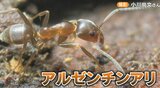 「一晩で家の中に巣を…」猛威振るうアルゼンチンアリ 複数の女王アリで爆発的に増加 駆除は困難 | 名古屋・愛知・岐阜・三重のニュース【CBC news】 | CBC web