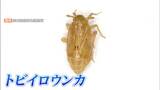 稲を枯らせる害虫「トビイロウンカ」の注意報を2年ぶりに発表 被害拡大を懸念【岡山】 | 岡山・香川のニュース | 天気 | RSK山陽放送