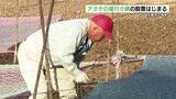 アオサを育てる「種付け網」設置始まる 来年2月に収穫へ 熊本・天草市 | 熊本のニュース|RKK NEWS|RKK熊本放送