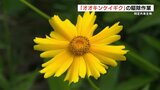 きれいだけど悪影響　特定外来生物『オオキンケイギク』駆除のポイントは「根っこから引き抜いて」　|　熊本のニュース｜RKK NEWS｜RKK熊本放送
