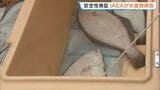 IAEAが“常磐もの”ヒラメ32キロ採取、水産物の安全性調査　福島・いわき市|TBS NEWS DIG