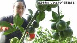 「“夏はブシュカン″と広めていきたい」さわやかな香りと酸味 高知県四万十市で“ブシュカン”収穫はじまる|TBS NEWS DIG
