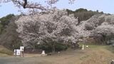 三隅大平桜が満開に 国指定天然記念物で推定樹齢およそ700年の古木|TBS NEWS DIG