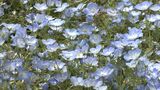 スカイブルーの花を付ける"ネモフィラ"が40万本 GWの来場者を魅了 【岡山・赤磐市】|TBS NEWS DIG
