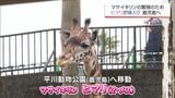 宮崎市フェニックス自然動物園のマサイキリン「ヒマリ」　鹿児島への嫁入りが決定　|　MRTニュース ｜ ＭＲＴ宮崎放送