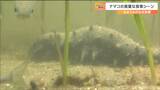 撮影成功!貴重な「ナマコの食事」実は海にとって重要な役割がありました“それはナニ?”|TBS NEWS DIG