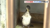 「三次の鵜飼」に新たなウミウが仲間入り　広島県無形民俗文化財|TBS NEWS DIG