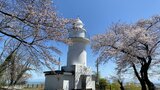 “恋する灯台” あすにもサクラ満開か…富山湾越しの立山連峰望む 気象台は富山で“サクラ満開”観測 | 富山のニュース|天気・防災|チューリップテレビ