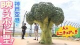 「神戸空港×ミニチュアの神」が挑む『巨大ブロッコリー』リアルさを追い求める制作の裏側に密着 “ミニチュアになった気分になれる”!?|TBS NEWS DIG