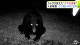 クリを頬張るのは…“クマの食事”カメラが捉える 食害受けて苦慮する農園から悲鳴「動物との戦いになっちゃって…」「どっちが早く収穫するか…」2025年の収穫量は24年の半分程度で過去最悪になる見込み | 青森のニュース│ATV NEWS│青森テレビ