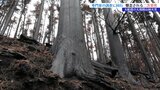 【山火事】大船渡市の山林火災 焼失した山林の今 専門家の調査に同行 二次災害の心配は? 岩手|TBS NEWS DIG