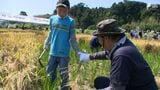 古代米で「紫式部」描いた「田んぼアート」の水田で稲刈り=静岡・菊川市 | 静岡のニュース | SBSNEWS | 静岡放送
