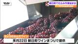 高品質なブドウで30万本分仕込む!朝日町でワインの仕込み作業はじまる 玉ぐしやブドウを捧げて安全祈願(山形) | 山形のニュース│TUYテレビユー山形