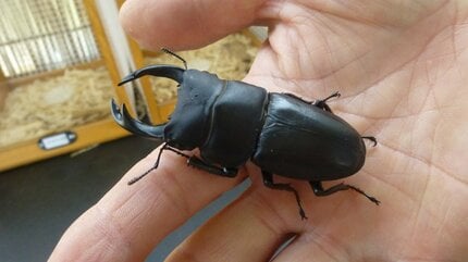すべての人に楽しい夏を」カブトムシ、クワガタの24時間無人販売店 