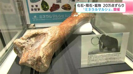 あいつが一番元気が良さそうだったので」化石に鉱物、宝石など約20万