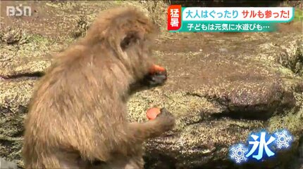 サルに野菜入り氷のプレゼント」最高気温36.0℃ 猛暑日の長岡市 | 新潟