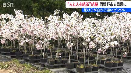 日によって白から濃いピンク色に変わる『結桜(ゆいざくら)』人と人とを