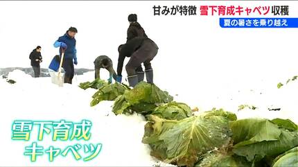 夏の暑さを乗り越えた“雪下育成”で糖分を蓄えた『キャベツ』は
