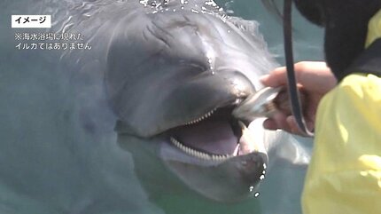 うみいるか イルカに体当たりされ海水浴客がけが 福井県 - BBCニュース