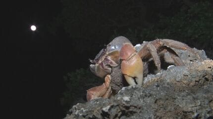 満月の夜の神秘 オカガニの放卵はじまる 思わず見入る幻想的光景【写真