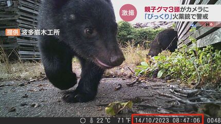 激撮！親子グマ3頭が木工所のカメラにくっきり…「サファリパークだっ