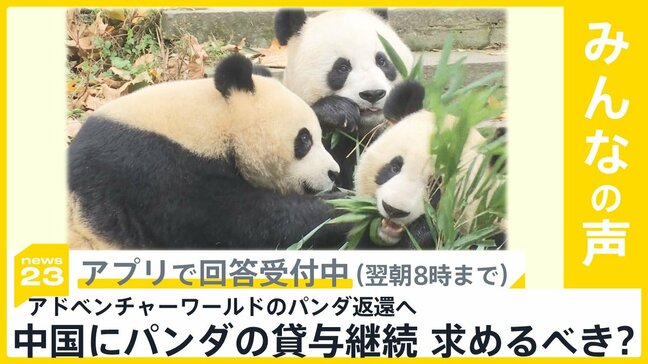 日本からパンダがゼロになる可能性も 日本は中国に貸与の期限延長や継続を求めるべき？【news23】|TBS NEWS DIG