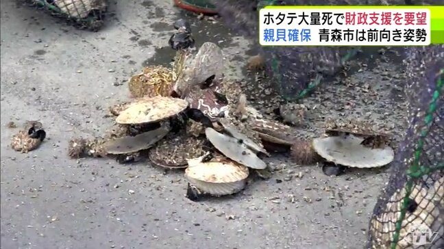 「親貝が少ない…50年の中で一番厳しい年」養殖産業はじまって以来の危機 青森県『陸奥湾ホタテ』の大量死 青森市内の漁協が西秀記 市長へ財政支援を要望 市長は前向きに回答|TBS NEWS DIG