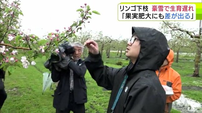 「果実肥大にも差が出てくると思われる」リンゴの下側の枝　“豪雪”の影響で生育に遅れ　多くの木で上側と下側で生育にばらつき　『リンゴ開花量調査』はじまる|TBS NEWS DIG