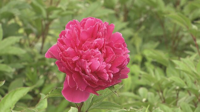 色鮮やかな大輪の花…100種類1万本のシャクヤク見頃　鏡石町の岩瀬牧場　福島|TBS NEWS DIG