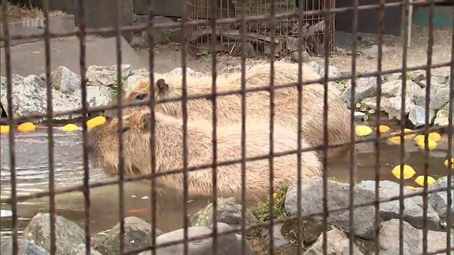 きょうは冬至　カピバラに「ゆず湯」のプレゼント|TBS NEWS DIG
