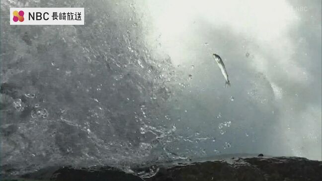 清流を勢いよくさかのぼる　天然のアユ 遡上のピーク　長崎・五島市 玉之浦町　中須川|TBS NEWS DIG